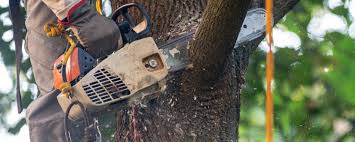 How Our Tree Care Process Works  in  Blakely, GA