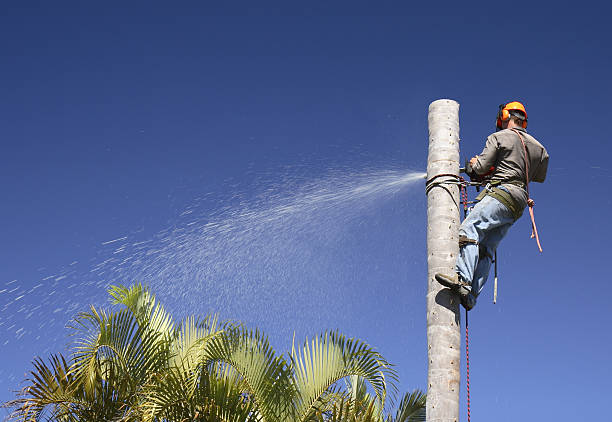 Best Tree Disease Treatment  in Blakely, GA